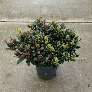 Skimmia japonica 'Duo-Colour'
(1 Plants/Order)(27cmP 50cmH)