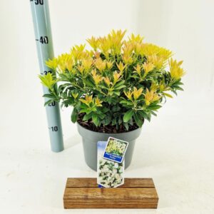 Pieris japonica Purity
(1 Plants/Order)(23cmP 40cmH)