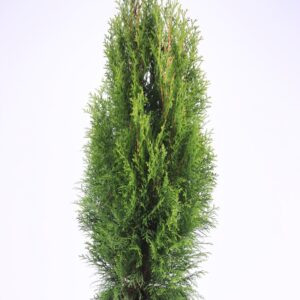 Thuja Smaragd occidentalis
(1 Plants/Order)(23cmP 70cmH)