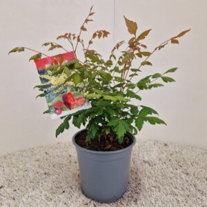 Koelreuteria paniculata
(1 Plants/Order)(17cmP 30cmH)