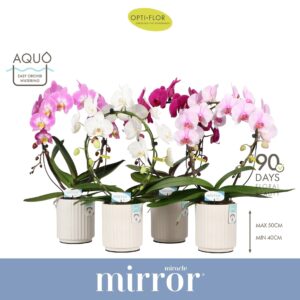 Phalaenopsis onvertakt mixed 3 clr Mirror Miracle 2 spike in Molise White Aquo
(4 Plants/Order)(12cmP 50cmH)