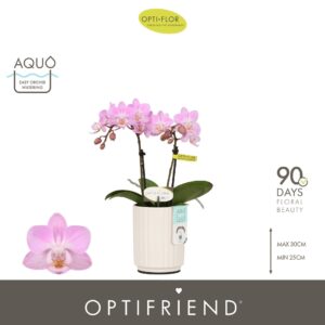 Phalaenopsis Multiflora Optifriend Lieke 2 spike in Molise White Aquo
(6 Plants/Order)(7cmP 25cmH)