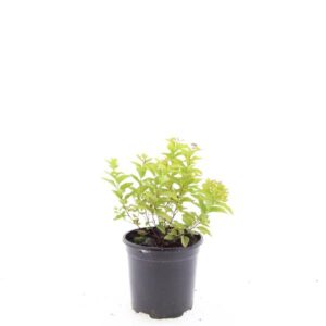 Spiraea japonica Golden Princess
(8 Plants/Order)(14cmP 20cmH)