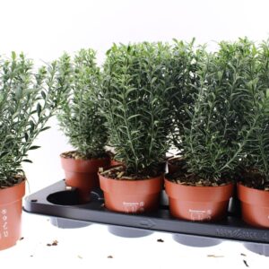 Euonymus Microphyllus Albovariegatu japonicus Micropyllus
(8 Plants/Order)(13cmP 40cmH)