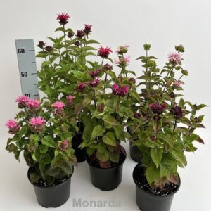 Monarda didyma Monarda Melua mix 19cm *NEW*
(1 Plants/Order)(19cmP 45cmH)