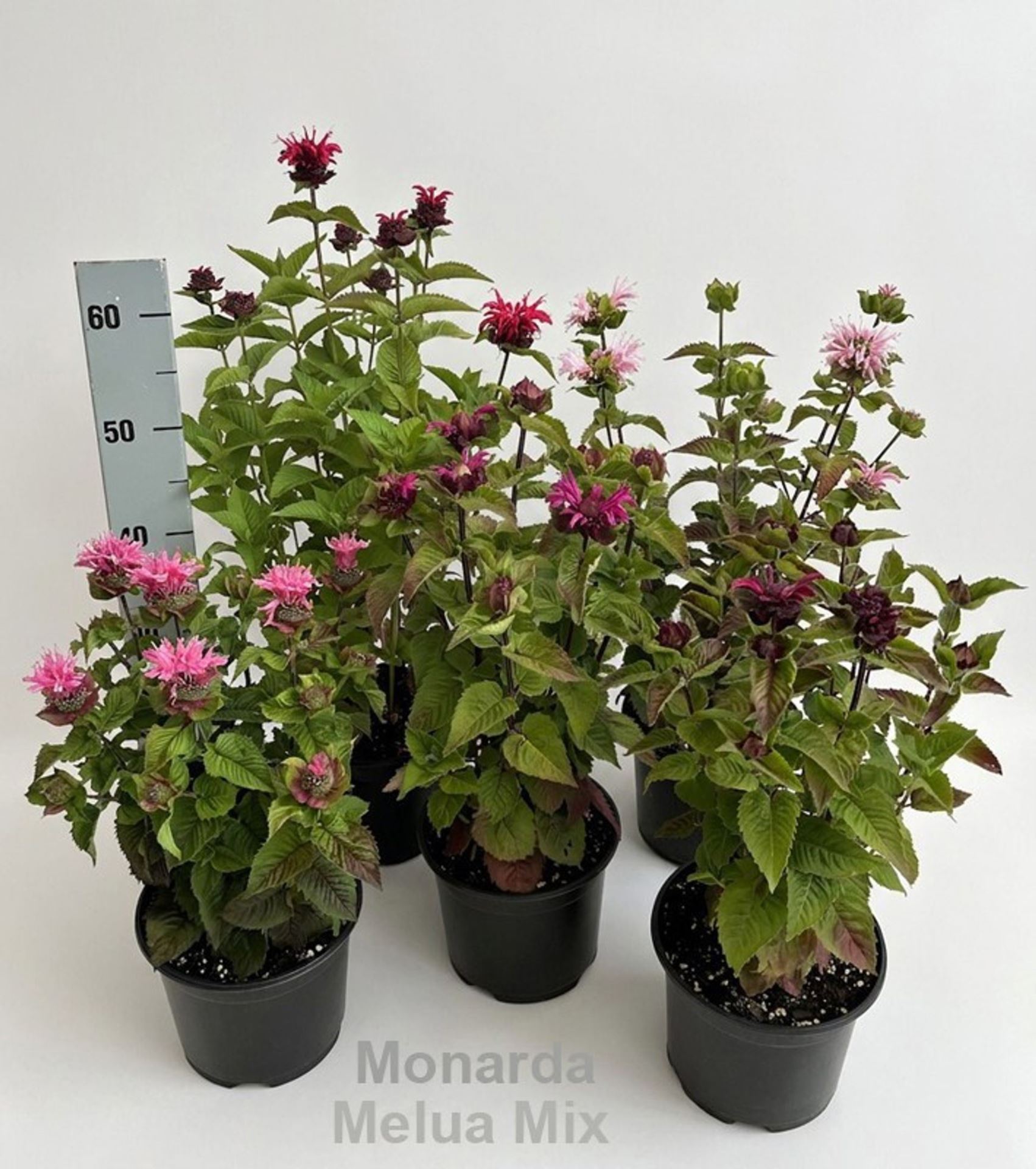 2c3e7a57-20db-4d73-a87f-a020d31ff965.jpg
