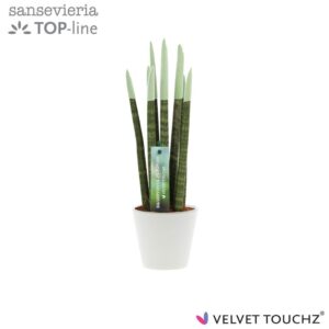 Sansevieria Cylindrica VELVET TOUCHZ® Pastel green in Ceramics R'dam
(11 Plants/Order)(8.5cmP 32cmH)