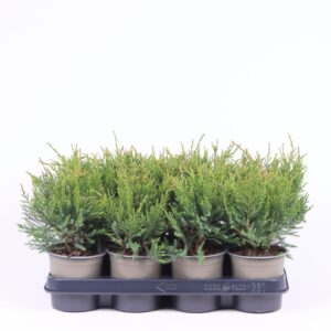 Juniperus x pfitzeriana MINT Julep
(11 Plants/Order)(11cmP 25cmH)