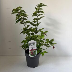 Leycesteria formosa
(1 Plants/Order)(17cmP 45cmH)