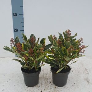 Skimmia japonica Perosa 10.5 cm
(12 Plants/Order)(10.5cmP 25cmH)