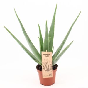 Aloe vera Aloe Vera P14 Outdoor
(4 Plants/Order)(14cmP 45cmH)