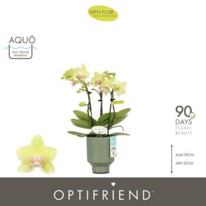 Phalaenopsis Multiflora Optifriend Lena 3 spike in Emilia Green Aquo
(6 Plants/Order)(7cmP 25cmH)