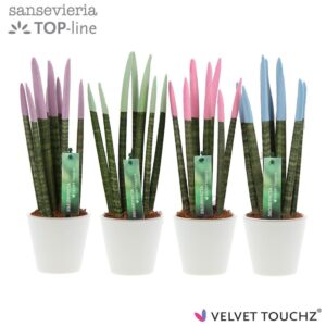 Sansevieria Cylindrica VELVET TOUCHZ® Pastel mix in Ceramics R'dam
(11 Plants/Order)(8.5cmP 32cmH)