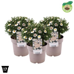 Aster (Dumosus Grp) Alpha White
(6 Plants/Order)(17cmP 30cmH)