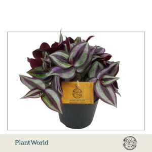 Tradescantia Purpusii Zebrina 12cm
(4 Plants/Order)(12cmP 10cmH)
