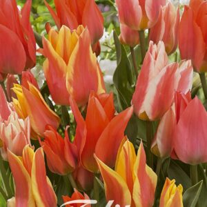 Droge Bulbs Tulipa Griegii Fun Colours x10 12/+
(10 Plants/Order)(20cmP 25cmH)