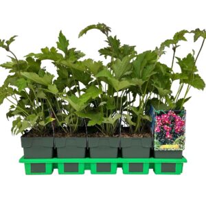 Anemone x hybrida (Autumn Single GR Hadspen Abundance' P11
(10 Plants/Order)(11cmP 25cmH)