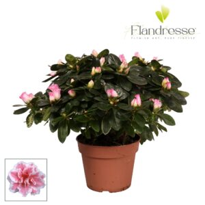 Rhododendron Inga Azalea Flandresse® 'bont' 30 32 cm
(6 Plants/Order)(14cmP 30cmH)