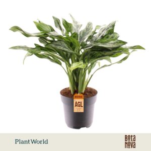 Aglaonema other Juliette
(6 Plants/Order)(17cmP 55cmH)