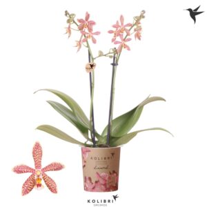 Phalaenopsis Multiflora Spider orange 2 spike
(12 Plants/Order)(9cmP 40cmH)
