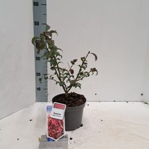 Euonymus alatus Compactus
(1 Plants/Order)(17cmP 35cmH)