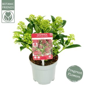 Skimmia Japonica Marlot' 5+bloem
(12 Plants/Order)(10cmP 24cmH)