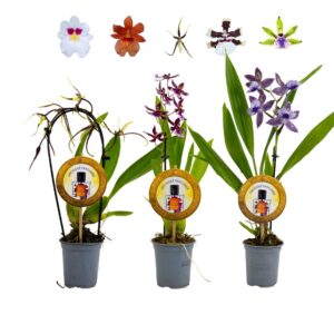 Orchideeen Inca mix Parfumee 9cm incl. cascade
(12 Plants/Order)(9cmP 35cmH)