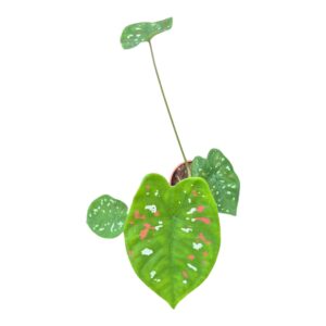 Caladium Caladium Florida Clown
(5 Plants/Order)(7cmP 25cmH)