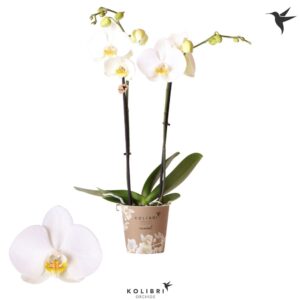 Phalaenopsis white more Ripsen white 2spike
(10 Plants/Order)(12cmP 50cmH)