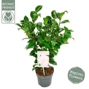 Camellia japonica Nuccio's Cameo' Premium
(6 Plants/Order)(15cmP 50cmH)