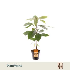 Indoor plants Cacao Theobrama
(8 Plants/Order)(14cmP 50cmH)