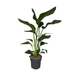 Strelitzia nicolai Strelizia 2pp
(1 Plants/Order)(19cmP 85cmH)