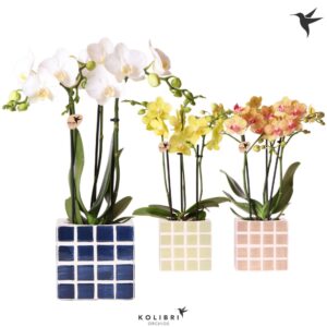 Phalaenopsis Multiflora mix 3 spike in Mosa Pot blue mix
(6 Plants/Order)(9cmP 40cmH)