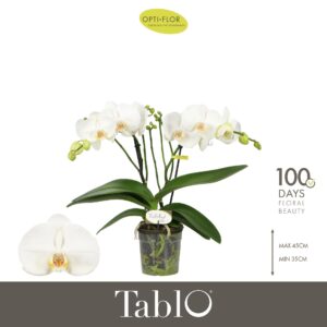 Phalaenopsis white more Ripsen Tablo Martini 2 spike
(6 Plants/Order)(12cmP 40cmH)