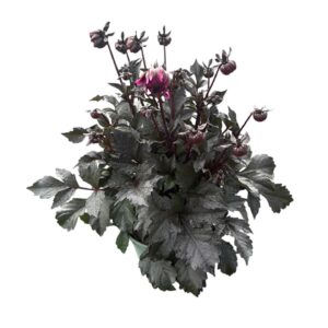 Dahlia other stek/zaad Velvet Crush
(1 Plants/Order)(19cmP 50cmH)