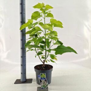 Catalpa Aurea bignon.
(1 Plants/Order)(23cmP 85cmH)