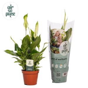 Spathiphyllum Chopin 9 cm Air So Pure
(18 Plants/Order)(9cmP 30cmH)
