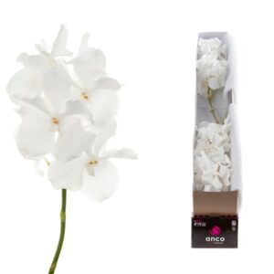 Vanda Kanchana Ansu No. 1 Vanda Ansu No.1 X4
(4 Plants/Order)(cmP 25cmH)