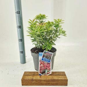 Pieris Passion jap. Polar ('PPOBAS'PBR)
(1 Plants/Order)(19cmP 35cmH)