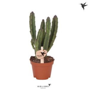 Stapelia leendertz Greens
(20 Plants/Order)(6cmP 14cmH)