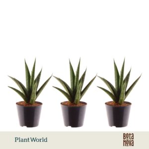 Sansevieria trifciata' Pineapple
(12 Plants/Order)(8.5cmP 25cmH)
