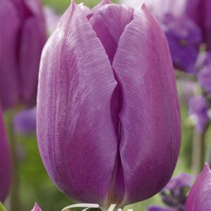 Droge Bulbs Tulipa Triumph Blue Beauty x10 12/+
(10 Plants/Order)(20cmP 50cmH)