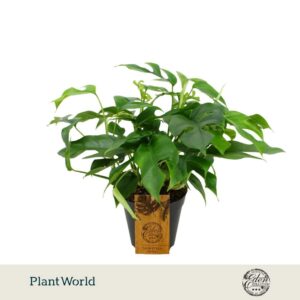 Monstera Minima 15cm
(6 Plants/Order)(15cmP 40cmH)