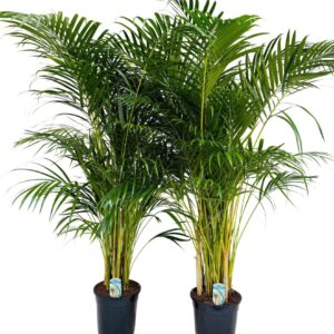 Chrysalidocarpus Dypsis lutescens P21 H120 DYPSLUT21
(1 Plants/Order)(21cmP 125cmH)