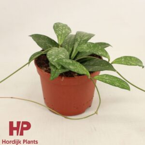 Hoya Hoya Crassipetiolata P12
(8 Plants/Order)(12cmP 13cmH)