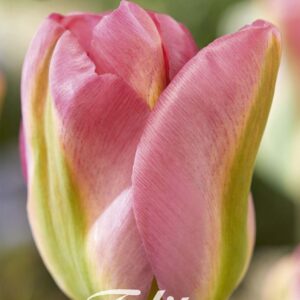 Droge Bulbs Tulipa Viridiflora Groenland x 7 12/+
(10 Plants/Order)(20cmP 50cmH)