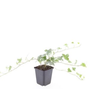 Hedera Glacier hel.
(12 Plants/Order)(9cmP 5cmH)