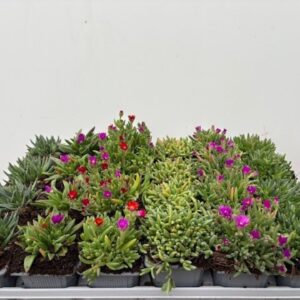 Delosperma cooperi Delosperma mix p7
(24 Plants/Order)(7cmP 10cmH)