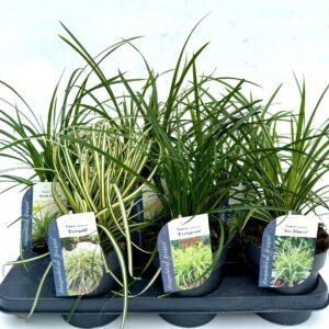 Carex morrowii Carex mix
(6 Plants/Order)(15cmP 25cmH)
