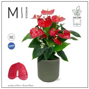 Anthurium Karma Red Mimesis Anthurium KARMA Red 17cm - Atlanta Moss Green
(2 Plants/Order)(17cmP 50cmH)